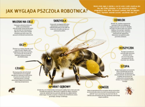 JAK WYGLĄDA PSCZOŁA ROBOTNICA-m.jpg