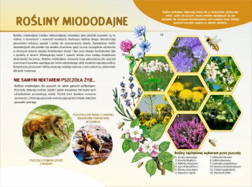 ROŚLINY MIODODAJNE-m.jpg