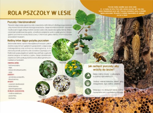ROLA PSZCZOŁY W LESIE-m.jpg