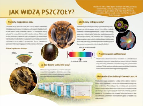 jak widzą pszczoły-m.jpg