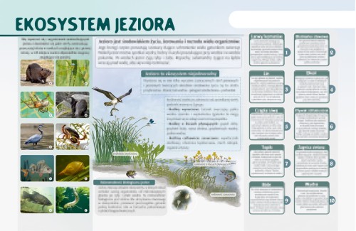 ekosystem jeziora-m.jpg