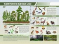 budowa warstwowa lasu-2-p.jpg