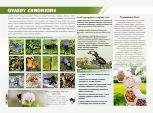 owady chronione-p.jpg