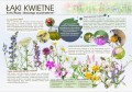 łąki kwietne.jpg
