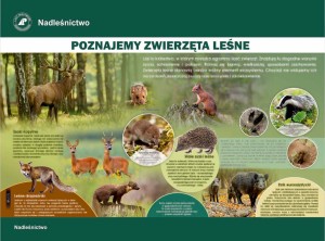 Poznajemy zwierzęta leśne