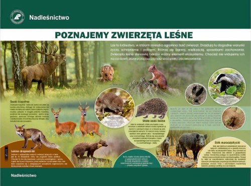 Zwierzęta leśne.jpg