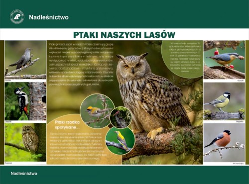 Ptaki naszych lasów.jpg
