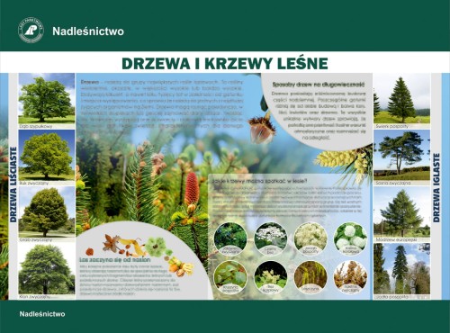 Drzewa i krzewy leśne.jpg
