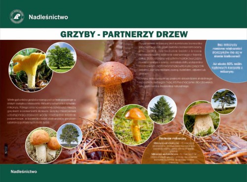 Grzyby partnerzy drzew.jpg