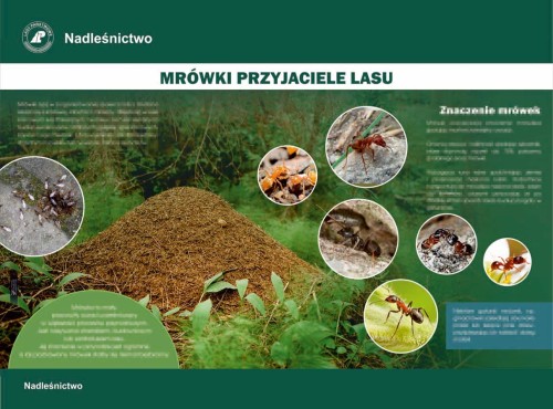 Mrówki przyjeciele lasu.jpg