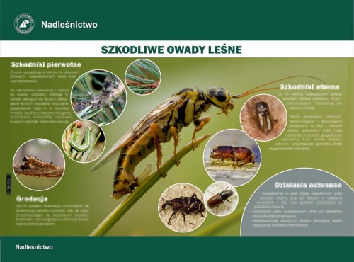 Owady szkodliwe.jpg