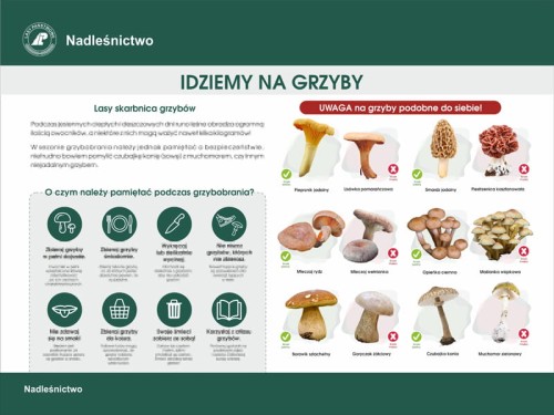idziemy na grzyby.jpg