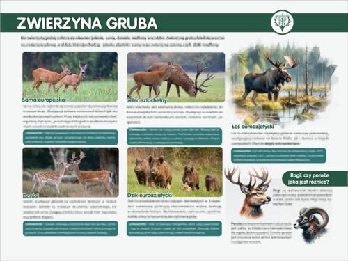 zwierzyna gruba.jpg