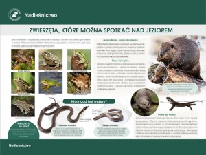 Zwierzęta nad jeziorem
