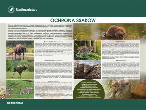 ochrona ssaków.jpg