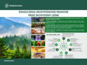 Świadczenia ekosystemowe pełnione przez ekosystemy leśne