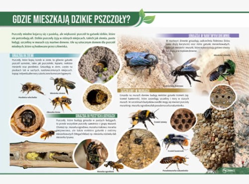 gdzie mieszkają dzikie pszczoły.jpg