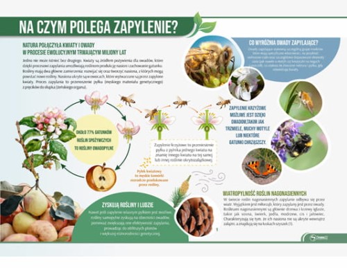 na czym polega zapylenie.jpg