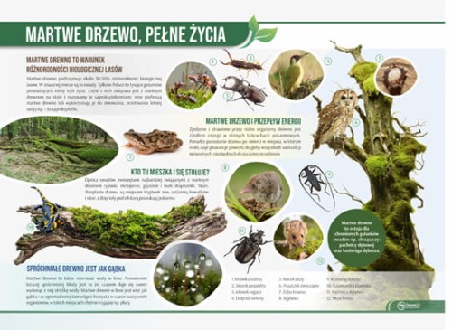 martwe drzewo pełne życia.jpg
