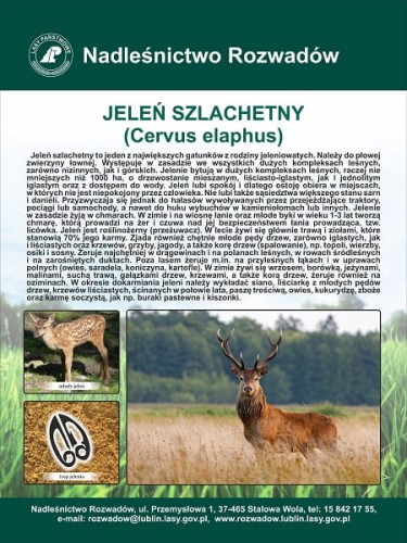 jelen.jpg
