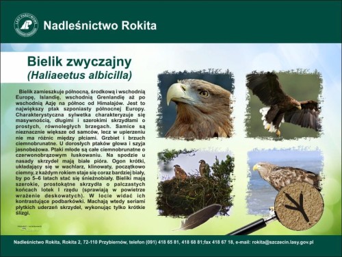 bielik.jpg