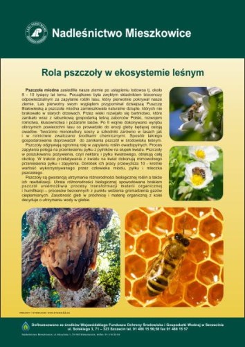 rola pszczoly.jpg