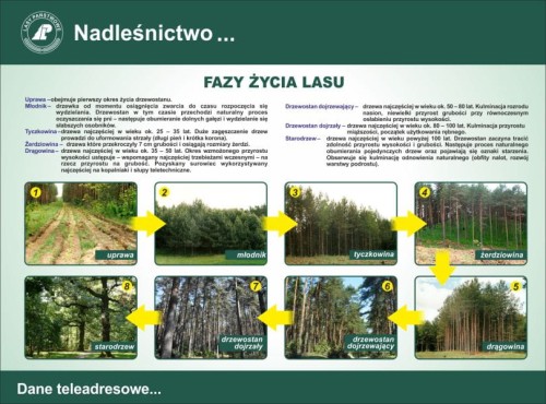 fazy.jpg