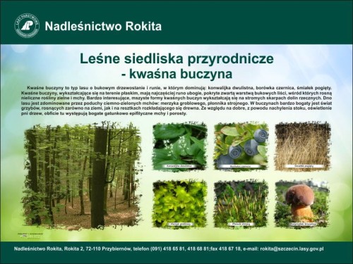 kwasna buczyna.jpg