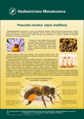pszczola.jpg