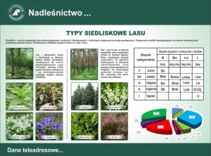 Typy siedliskowe lasu